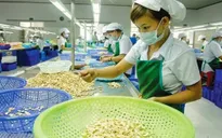 Năm thứ 12 liên tiếp Việt Nam đứng đầu thế giới về xuất khẩu điều