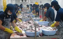 Xuất khẩu cá tra tăng trưởng mạnh nhưng vẫn gặp nhiều bất lợi