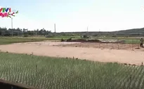 Khả năng mất mùa tỏi Lý Sơn
