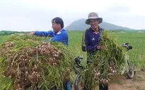 Nông dân đảo Lý Sơn đổ xô bán tỏi tươi