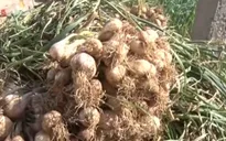 Người trồng tỏi thu nhập cả tỷ đồng trên đảo Lý Sơn