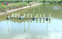Nông dân nuôi tôm miền Trung khó khăn đủ bề sau lũ
