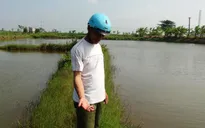 Trà Vinh thiệt hại 250 triệu con tôm do dịch bệnh
