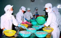 Mỹ gia hạn áp thuế chống bán phá giá với tôm đông lạnh Việt Nam