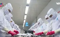 2017 - Năm triển vọng của ngành tôm Việt Nam