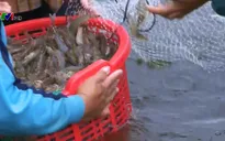 Người nuôi tôm Bình Định được mùa, trúng giá