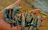 Bạc Liêu: Hàng trăm ha tôm chết do nắng nóng