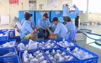 Sóc Trăng khởi công Khu sản xuất tôm giống chất lượng cao
