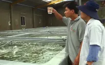 Nhiều DN "ma" giả mạo thương hiệu tôm giống Ninh Thuận
