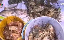 Áp lực nợ nần lên vùng nuôi tôm hùm tại Phú Yên