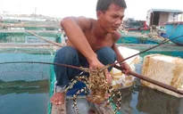 Quy hoạch vùng nuôi: Hướng tới sự bền vững nghề nuôi tôm hùm