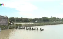 Nhiều người nuôi tôm tại Trà Vinh thiệt hại nặng