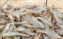 Xuất khẩu khởi sắc, giá tôm nguyên liệu tăng đột biến