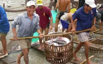 Giá cá tra tăng kỷ lục trong vòng 7 năm qua