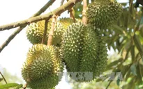 Giá trái cây Đồng bằng sông Cửu Long tăng cao