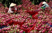 Trái cây Việt Nam có mặt tại 60 quốc gia và vùng lãnh thổ