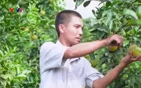 Nâng cao chất lượng sản phẩm tham gia Ngày hội trái cây Lục Ngạn
