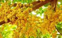 Đến Phong Điền (Cần Thơ) trải nghiệm đặc sản dâu Hạ Châu