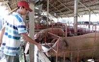 Nhiều doanh nghiệp đánh tiếng "giải cứu" người chăn nuôi lợn