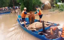 Tết vùng lũ: Cận cảnh ngày mới ở nơi lũ lụt vừa đi qua
