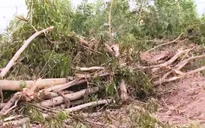 Hơn 10ha rừng tràm ở Đồng Nai bị đốn hạ trong một đêm