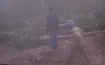 Ngang nhiên đốn hạ hơn 10ha tràm trong đêm