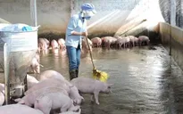 Phát triển mô hình chăn nuôi lợn theo tiêu chuẩn VietGap (17h25, VTV1)