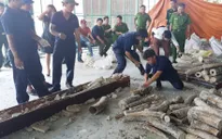 Làm rõ tổ chức đường dây vận chuyển trái phép ngà voi