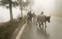 Sapa tăng cường tránh rét cho trâu bò