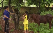 Trao tặng bò sinh sản cho hộ gia đình chính sách tại Vĩnh Phúc