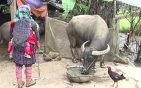 Gần 80 con trâu, bò chết rét tại Lào Cai