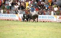 Tạm dừng Lễ hội chọi trâu Đồ Sơn 2017
