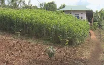 Đắk Nông nhân rộng mô hình trồng dâu nuôi tằm