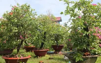 Người trồng lao đao vì tin đồn hoa giấy xịt hóa chất gây ung thư