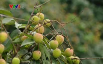 Bắc Giang: Không vội trồng thêm vải sớm ở diện tích chưa qua khảo nghiệm