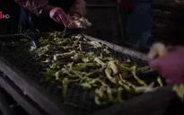 Mùa thu hoạch măng tre ở Trung Quốc