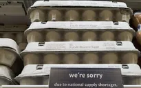 Tác hại của thuốc trừ sâu Fipronil đối với sức khỏe con người