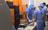 TP.HCM truy xuất nguồn gốc gà và trứng gia cầm