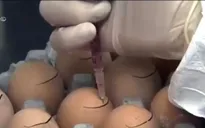 Hàn Quốc phát triển loại trứng hạn chế béo phì và trầm cảm