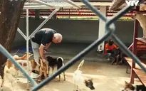Trạm cứu hộ Soi Dog - mái nhà cho những chú chó được giải cứu