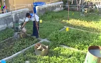Mô hình rau tiết kiệm nước tại Trường Sa