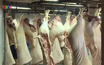 Đã có 60% heo đủ thông tin truy xuất vào chợ đầu mối TP.HCM