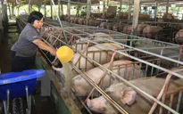 Chính thức cấm và phạt nặng nếu dùng chất tạo nạc Cysteamine trong chăn nuôi