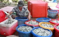 Ngư dân Quảng Ngãi bội thu phiên biển cuối năm