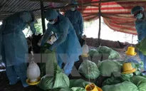 Xuất hiện ổ dịch cúm gia cầm A/H5N1 tại Cần Thơ