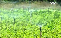Hệ thống tưới tiết kiệm nước - Bí quyết canh tác ở vùng hạn Ninh Thuận