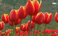 Thăm vườn hoa tulip lớn nhất châu Á