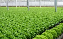 Nhật Bản triển khai dự án trồng rau hữu cơ tại miền Trung