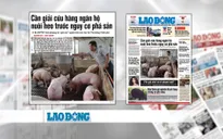 Ngành chăn nuôi lợn "thoi thóp": Nguyên nhân và giải pháp