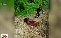 Bị bắt vì giết hại và ăn thịt đười ươi quý hiếm tại Indonesia